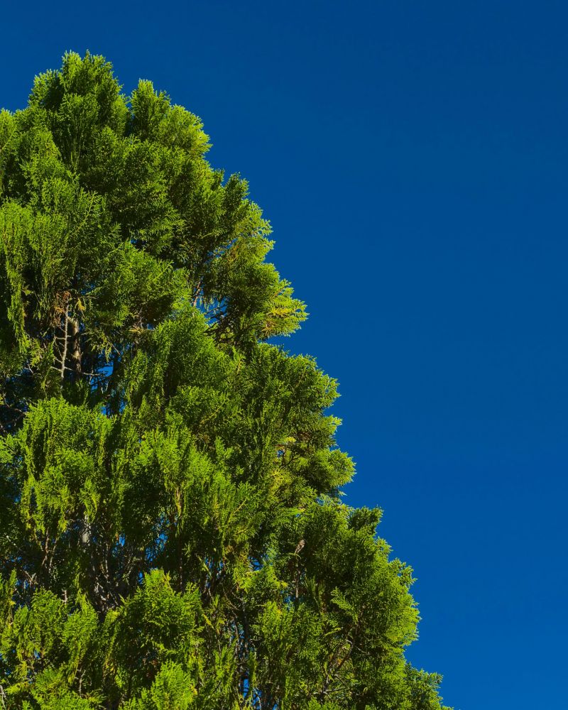 Tree and Hedge Pruning Services in Manchester