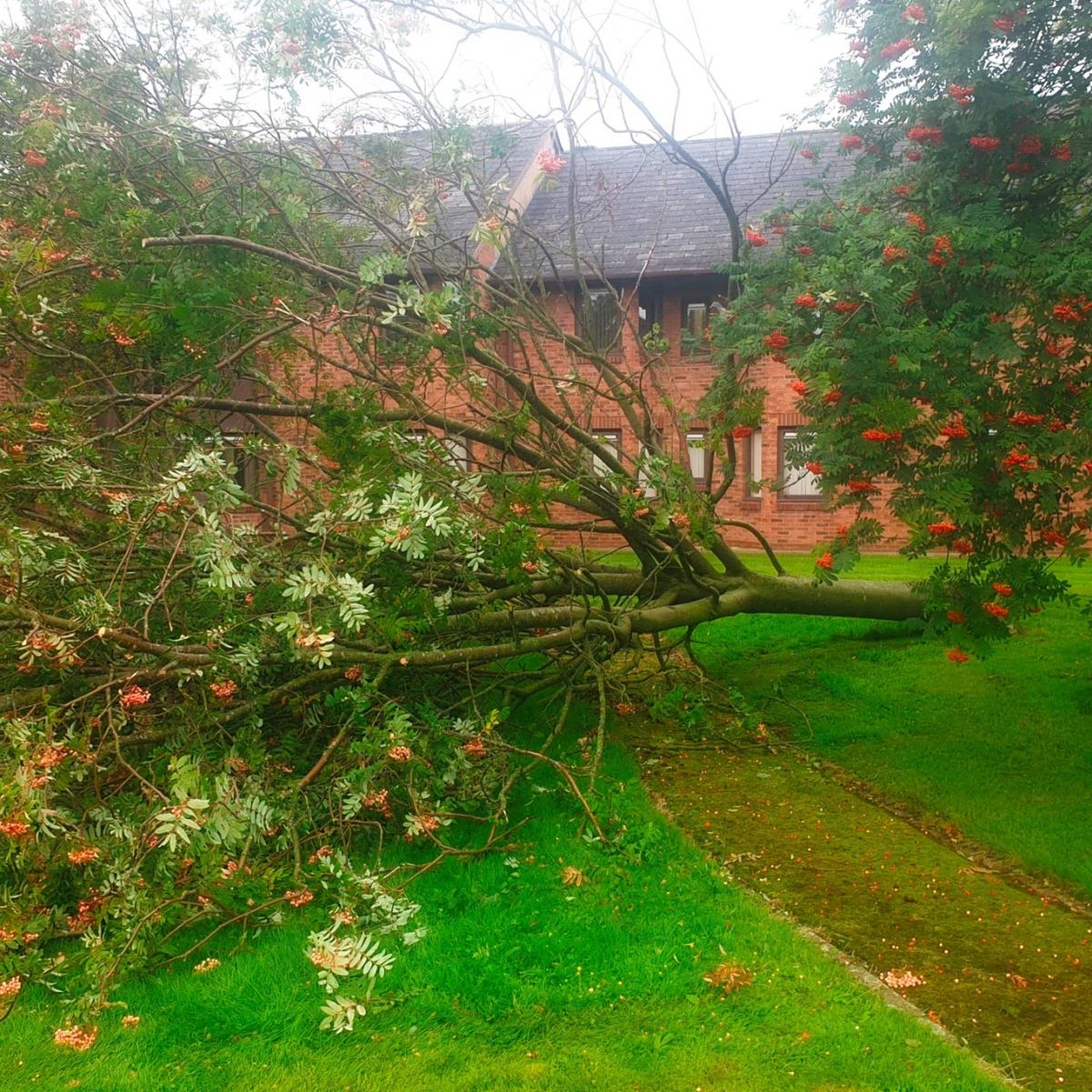 Tree Removal