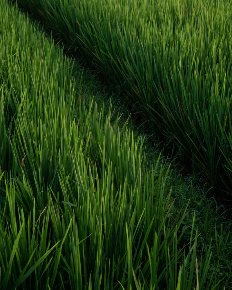 Ground Care and Grass Maintenance in Manchester