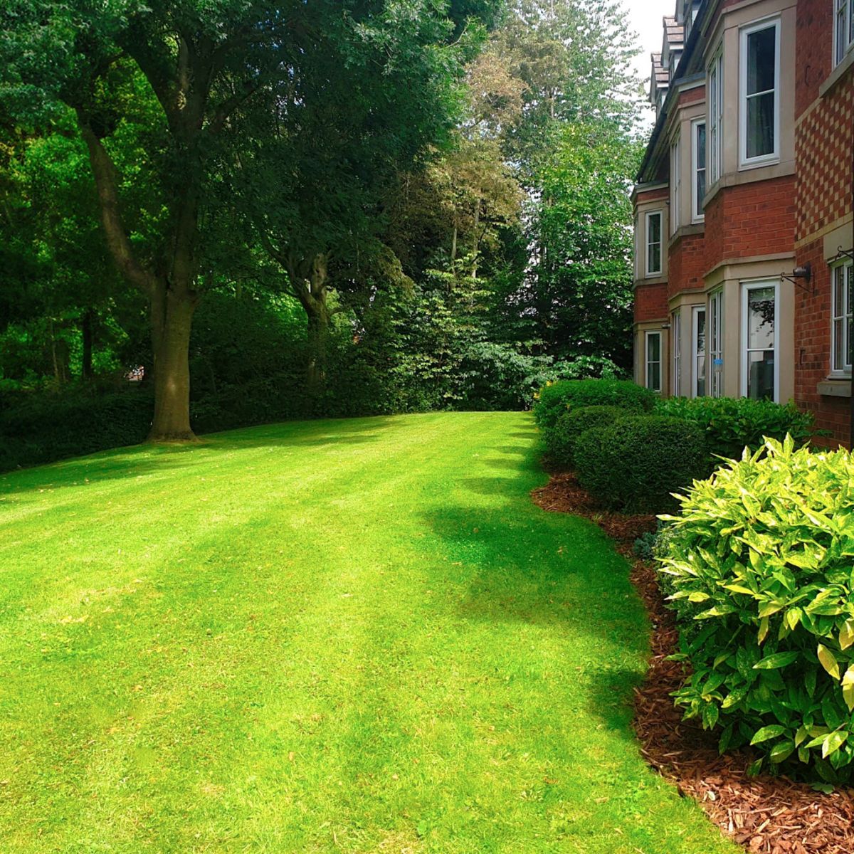 Rear Gardens