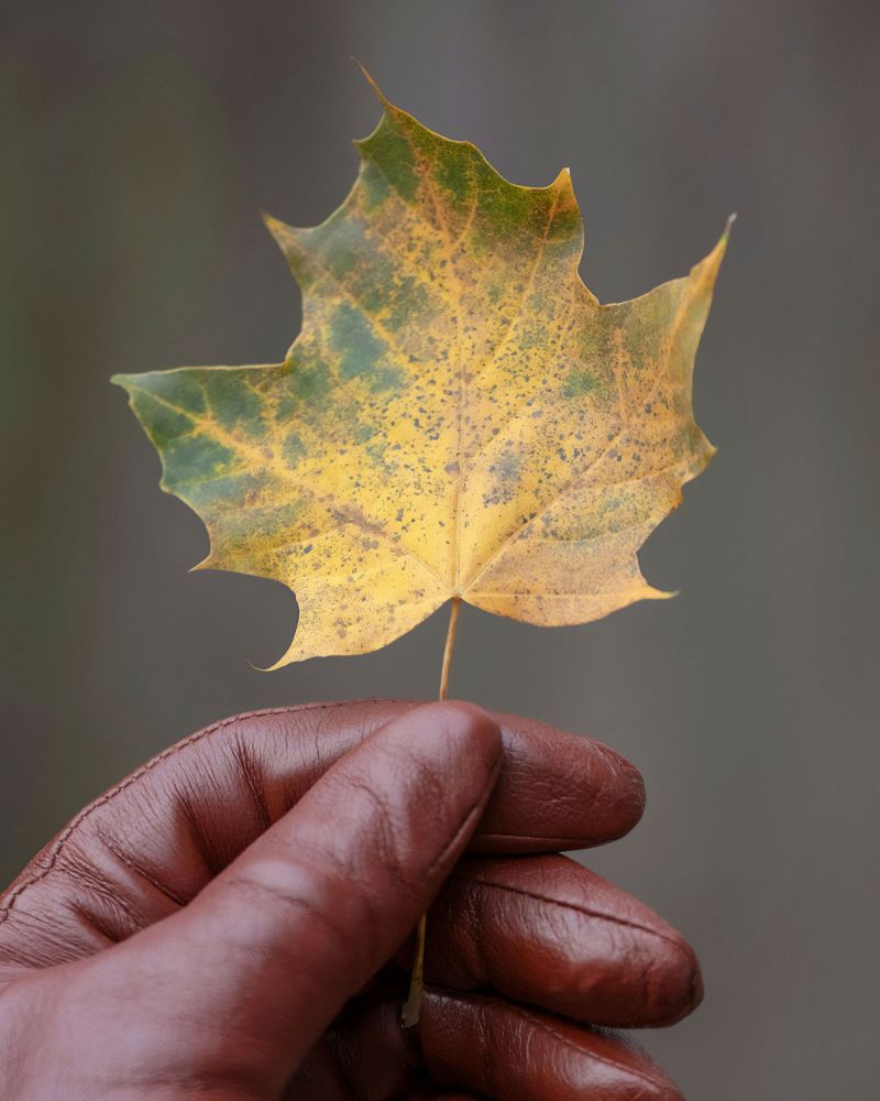 About All 4 Seasons Grounds Maintenance
