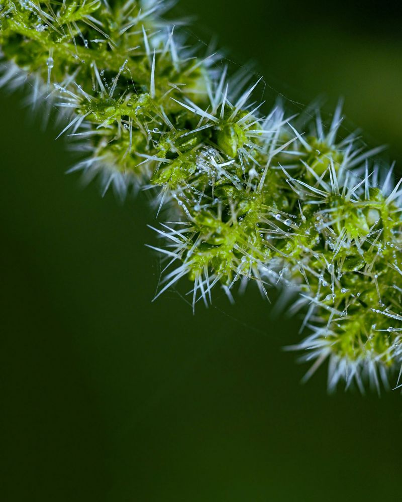 Weed Control and Clearance Services in Manchester
